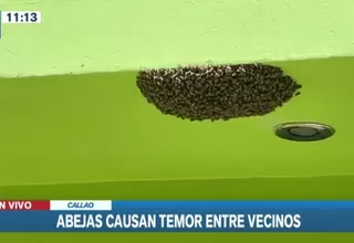 Callao: panal de abejas causa temor entre vecinos de la urbanización Playa Rímac