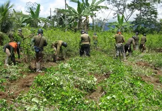 Cultivo de coca baja en Perú y Bolivia, según organismo de la ONU