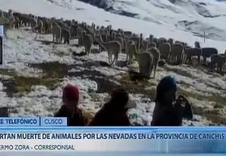 Cusco: reportan muerte de animales a causa de las heladas en Canchis
