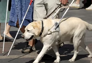 Instauran reglamento de uso de perros guías para personas con discapacidad
