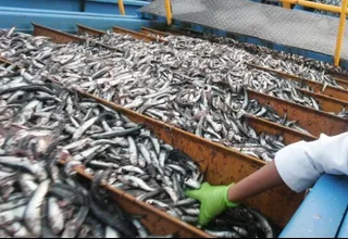 Fenómeno El Niño podría afectar la pesca de anchoveta
