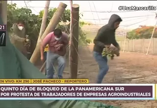 Ica: Pasajeros varados en Panamericana Sur entraron a viñedo para sacar racimos de uvas