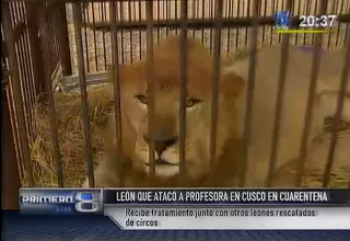 León que atacó a profesora en Cusco se encuentra en cuarentena