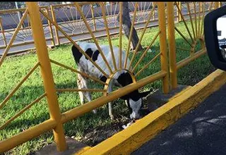 Lima: hallan a vaca abandonada en la avenida Canadá