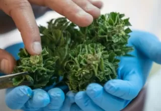 Marihuana medicinal: todo lo que debes saber sobre esta nueva ley 