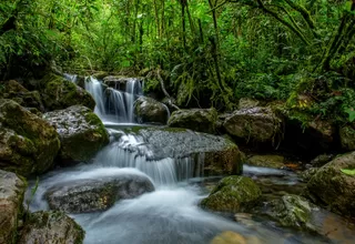 Minam: solicitan que bosque en Amazonas sea declarado área de conservación