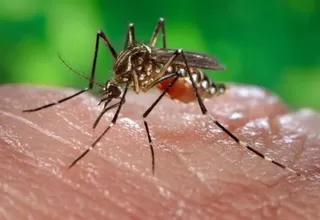 Minsa: en Perú no existe circulación de virus chikungunya