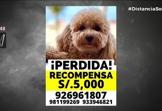 Familia pide ayuda para recuperar mascota en Miraflores