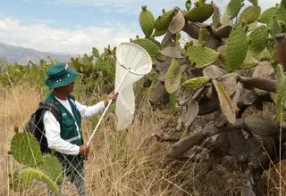 Plaga de langostas que afecta a otros países no representa peligro para agricultura peruana
