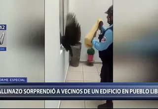 Pueblo Libre: gallinazos invaden condominio y atemorizan a vecinos