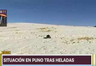 Ganado muere en zonas afectadas por heladas en Puno