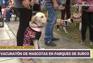 Surco: Municipio realiza vacunatón de perros y gatos hasta este viernes