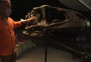 Argentina: Descubren una especie de dinosaurio carnívoro gigante