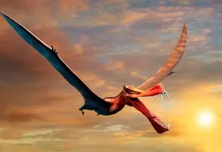 Hallan en Australia a un dinosaurio volador que era "lo más parecido a un dragón"