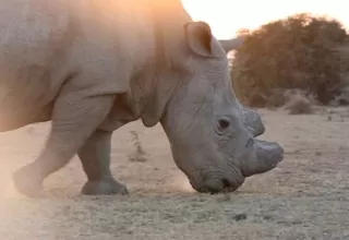 China legalizó el comercio de productos a base de tigre o rinoceronte