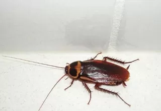 Las cucarachas se están volviendo imposibles de exterminar, según un estudio