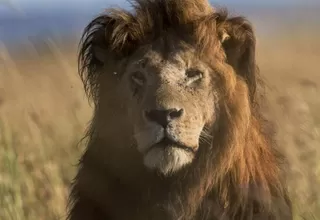 Dentista estadounidense dice que desconocía que león Cecil fuera tan querido