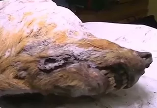 Descubren cabeza de lobo de hace más de 40 mil años