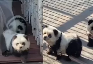 Disfrazan a perros como pandas en China