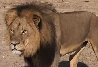 EE.UU.: un león mata a trabajadora de un zoológico