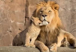 España: Cuatro leones de un zoológico dieron positivo por coronavirus