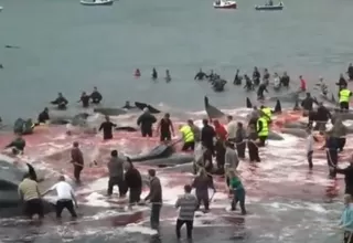 Islas Feroe: masacraron a 180 ballenas durante ritual tradicional