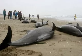Japón: encuentran 150 delfines varados en una playa 