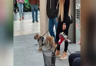 Mujer pasea a un cachorro de tigre en un centro comercial en México