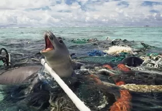 WWF: Un millón de toneladas de "redes fantasma" de pesca acaban cada año en océanos