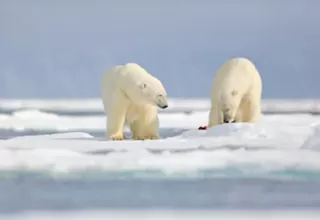 Osos polares en el Ártico se ven obligados a comer plástico debido al cambio climático
