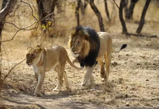 Sudáfrica: tres cazadores murieron devorados por una manada de leones