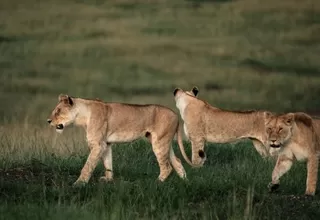 Tanzania: nueve leones mueren envenenados en el famoso parque de Serengeti
