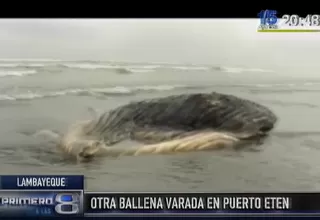Apareció otra ballena varada en playa de Lambayeque
