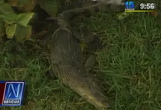 Chiclayo: pobladores hallaron un cocodrilo en plena ciudad
