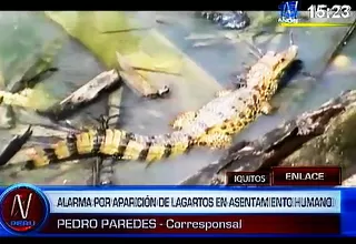 Iquitos: repentina aparición de lagartos atemorizó a decenas de pobladores 

