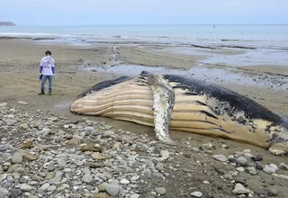 Lambayeque: ballena jorobada quedó varada en una playa
