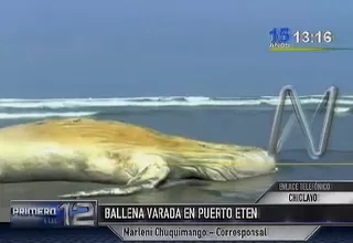 Lambayeque: pescadores encontraron una ballena varada en la playa