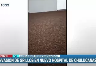 Piura: Millones de grillos aparecen en interior de hospital de Chulucanas