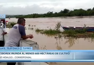 Río Tumbes: desborde afecta al menos a 600 hectáreas de cultivo