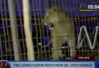 Tres leones fueron rescatados del circo Mónaco en el Cusco