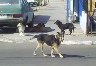 Trujillo: multarán a vecinos que maltraten a sus mascotas