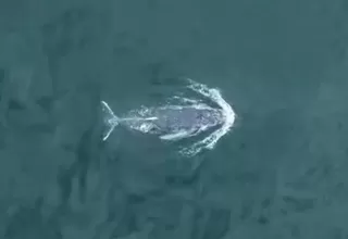 Tumbes: Avistamiento de ballenas jorobadas causó asombro a turistas