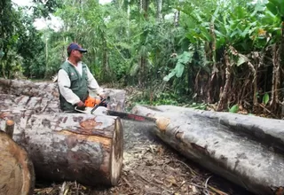 Ucayali: detienen a dos policías por tala ilegal de árboles