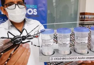 Minsa descarta un desborde del dengue en el Perú