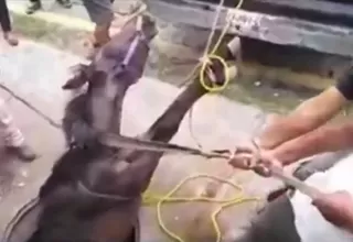 México: Rescatan a caballo que cayó a alcantarilla