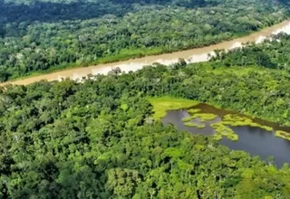 Alianza Empresarial por la Amazonía: "Se busca modelos de negocios que disminuyan la deforestación"