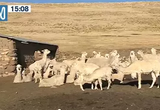 Alpacas mueren por bajas temperaturas en Puno