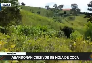 Vraem: Agricultores abandonaron cultivos de hoja de coca 