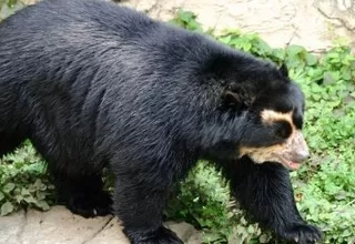 Apurímac: Hallan muerto a un oso de anteojos con soga en el cuello