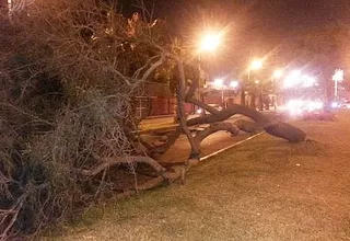 San Miguel: Árbol cayó sobre la avenida Parque de las Leyendas 
